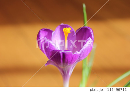 クロッカス ✿◦*+:*‥crocus‥*:+*◦✿ クロッカス ✿◦*+:*‥crocus‥*:+*◦✿ 112496711