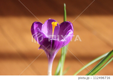 クロッカス　　　　　　✿◦*+:＊‥crocus‥＊:+*◦✿ 112496716