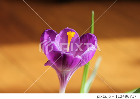 クロッカス　　　　　　✿◦*+:＊‥crocus‥＊:+*◦✿ 112496717
