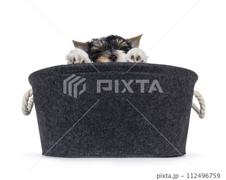 Biewer terrier pup on white background Biewer terrier pup on white background 112496759
