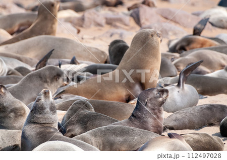 Seals at cape cross 112497028