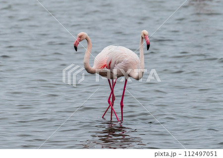 Flamingos in water 112497051