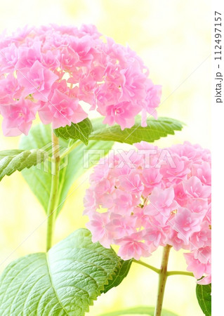 ピンク色のアジサイ　細かい八重咲の花が密集　黄色系の明るい背景 112497157
