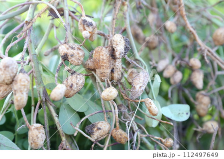 畑で収穫された落花生 112497649