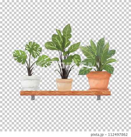 House plant in pot on shelf for decorations. 112497862