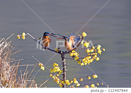 カワセミの夫婦喧嘩。？ 112497944