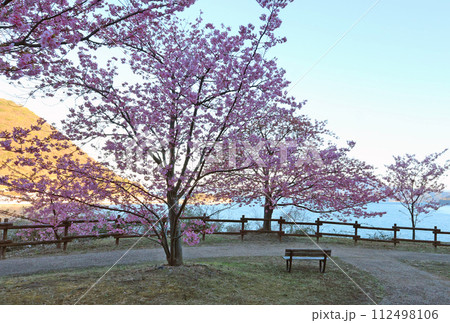 河津桜 河津桜 112498106