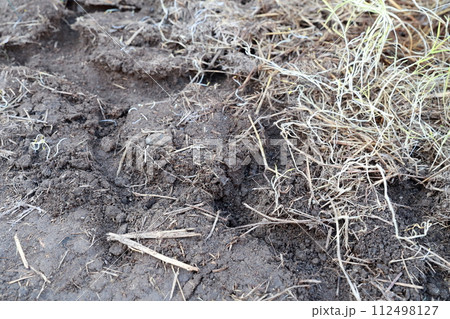 モグラ　地中に掘られた穴 112498127