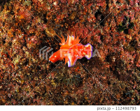 ニシキウミウシ ニシキウミウシ 112498793