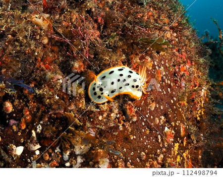 シロウミウシ シロウミウシ 112498794