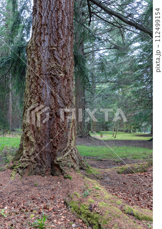 In serene Scottish woodlands, a robust tree with textured bark and mossy roots 112499154