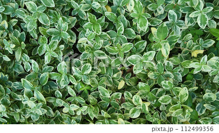 Spring background of periwinkle flower leaves small green with white alba variegata. 112499356