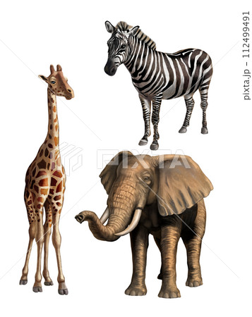 Wildlife I 112499491