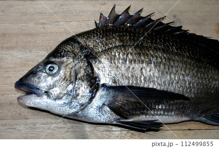 真鶴半島の磯のクロダイの顔 112499855