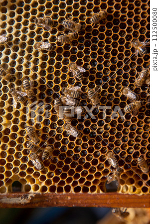 Working bees on the yellow honeycomb with sweet honey.. 112500080