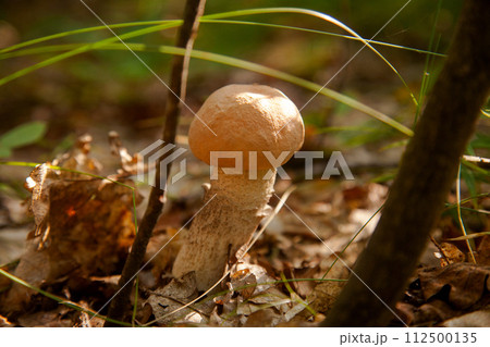 Close up view of brown cap boletus growing in forest.. 112500135