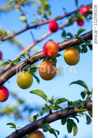 Ripe cherry plum berries in the garden on a tree. Growing cherry plums in a orchard.. 112500236