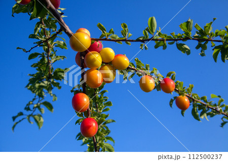 Ripe cherry plum berries in the garden on a tree. Growing cherry plums in a orchard.. 112500237