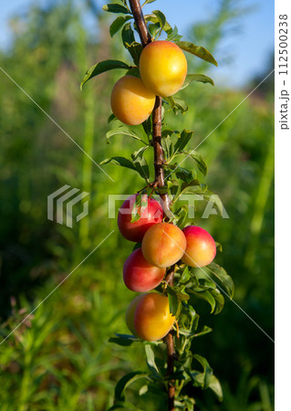 Ripe cherry plum berries in the garden on a tree. Growing cherry plums in a orchard.. 112500238