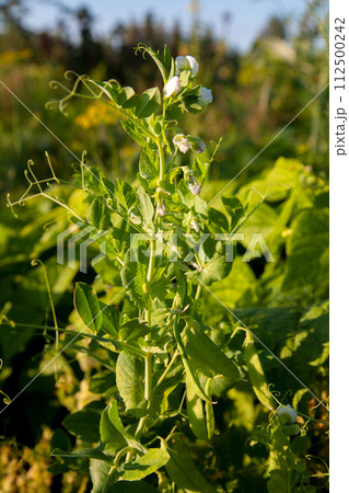 Flowers of pea with pods in the vegetable garden over blurry background.. 112500242