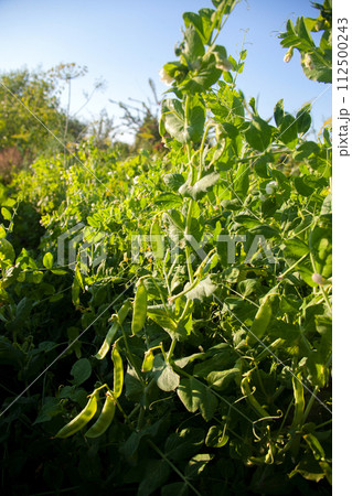 Sugar peas with flowers and pods in the vegetable garden over blurry background.. 112500243