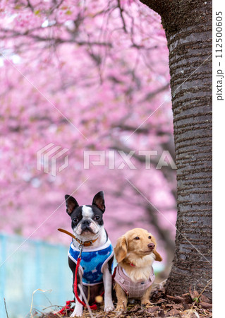 河川敷で散歩するボストンテリアとダックスフンド 112500605