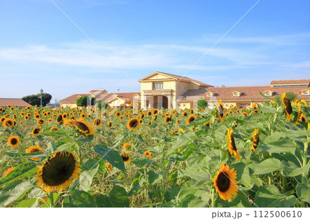 神奈川県・横須賀市・ソレイユの丘 神奈川県・横須賀市・ソレイユの丘 112500610