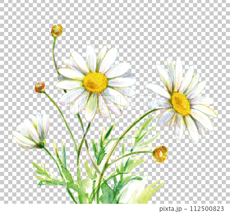 Watercolor illustration Margaret flower Watercolor illustration Margaret flower 112500823