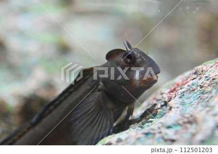 しながわ水族館　カエルウオ 112501203