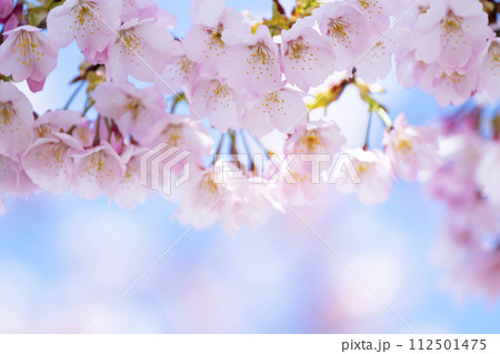 青空バックの桜 112501475