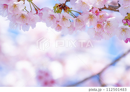 青空バックの桜 112501483