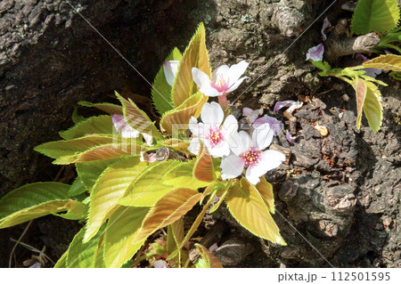 幹に咲く桜の花 112501595