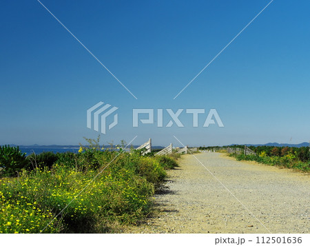 秋の花咲く植物におおわれた中田島砂丘沿岸域防潮堤 秋の花咲く植物におおわれた中田島砂丘沿岸域防潮堤 112501636