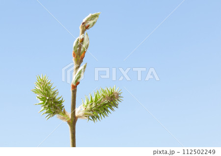 Willow catkins over blue sky 112502249