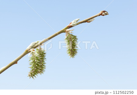 Macro of Willow Catkins 112502250