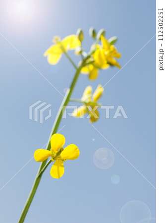 Winter-cress, lens flare, selective focus Winter-cress, lens flare, selective focus 112502251