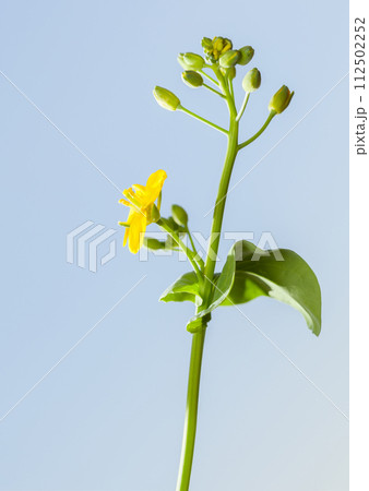 Winter-cress in spring 112502252