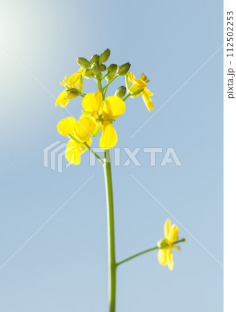 Wild yellow flowering herb Wild yellow flowering herb 112502253