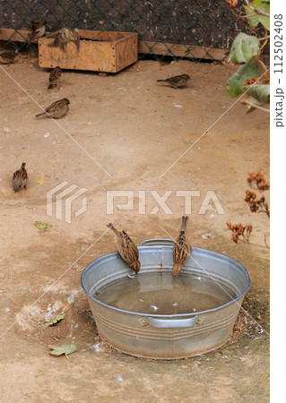 Sparrows drink water from a metal basin in a zoo. Vertical photo. Sparrows drink water from a metal basin in a zoo. Vertical photo. 112502408