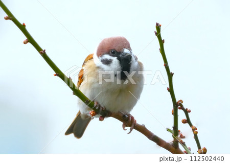 木の枝に止まるスズメ 112502440