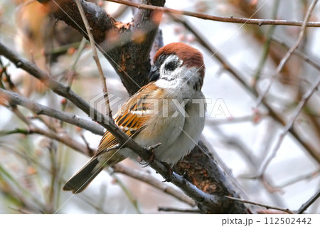 スズメのいる風景 112502442