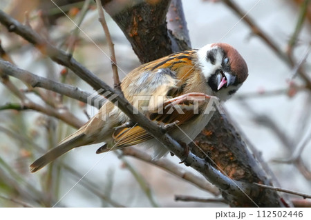 スズメのいる風景 112502446
