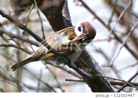 スズメのいる風景 112502447