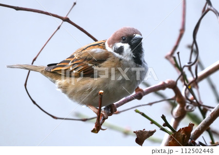 スズメのいる風景 112502448