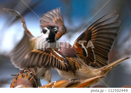 スズメのいる風景 112502449