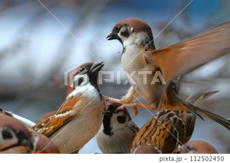 スズメのいる風景 112502450