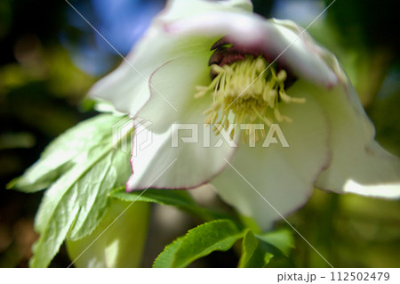 「クリスマスローズ眉引き」開花、風に踊り出す 112502479