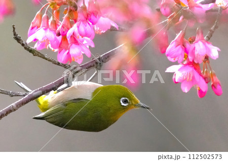 桜の蜜を吸うメジロ 桜の蜜を吸うメジロ 112502573