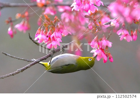 桜の蜜を吸うメジロ 桜の蜜を吸うメジロ 112502574
