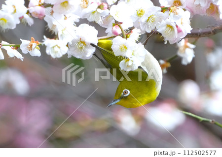 桜の蜜を吸うメジロ 112502577